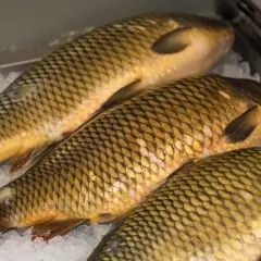 Ile karp może leżeć w zamrażarce? Sekrety mrożenia i rozmrażania
