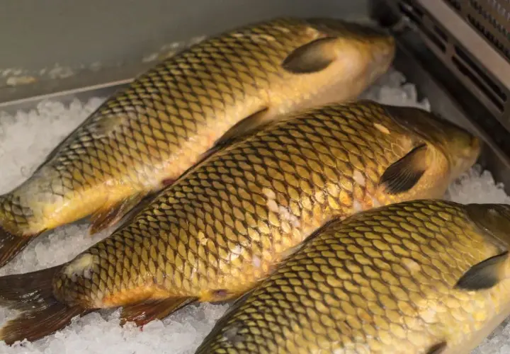 Ile karp może leżeć w zamrażarce? Sekrety mrożenia i rozmrażania